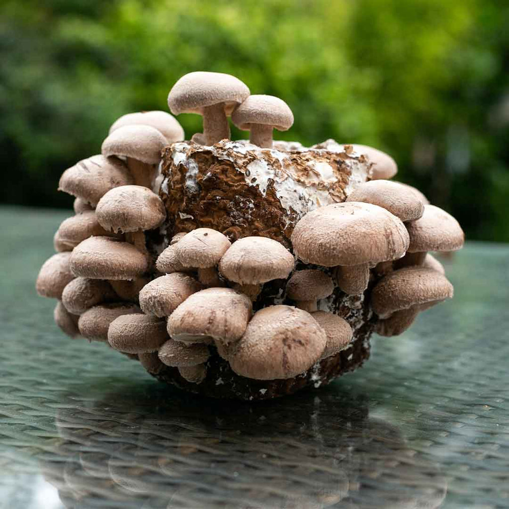 How to grow Shiitake Mushrooms