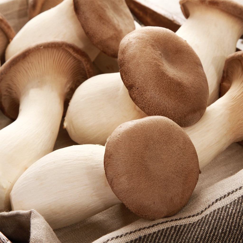THE KING OF ALL MUSHROOMS: ERYNGII