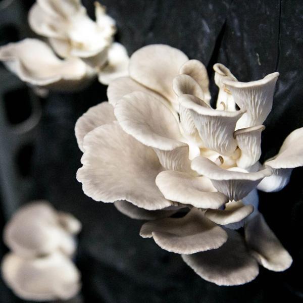 The Oyster Mushroom (Pleurotus Ostreatus) Smithy Mushrooms Exotic