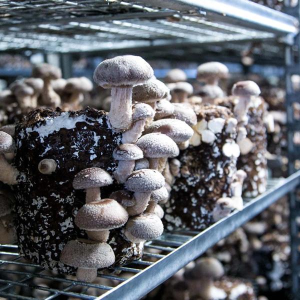 Shiitake Mushrooms (Lentinula Edodes) Fresh and Dried