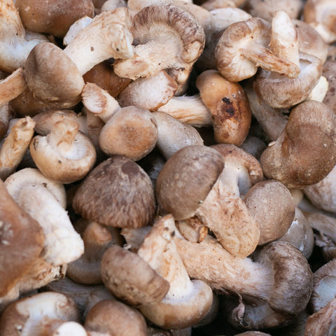 Fresh Baby Shiitake Mushrooms (Lentinula Edodes)