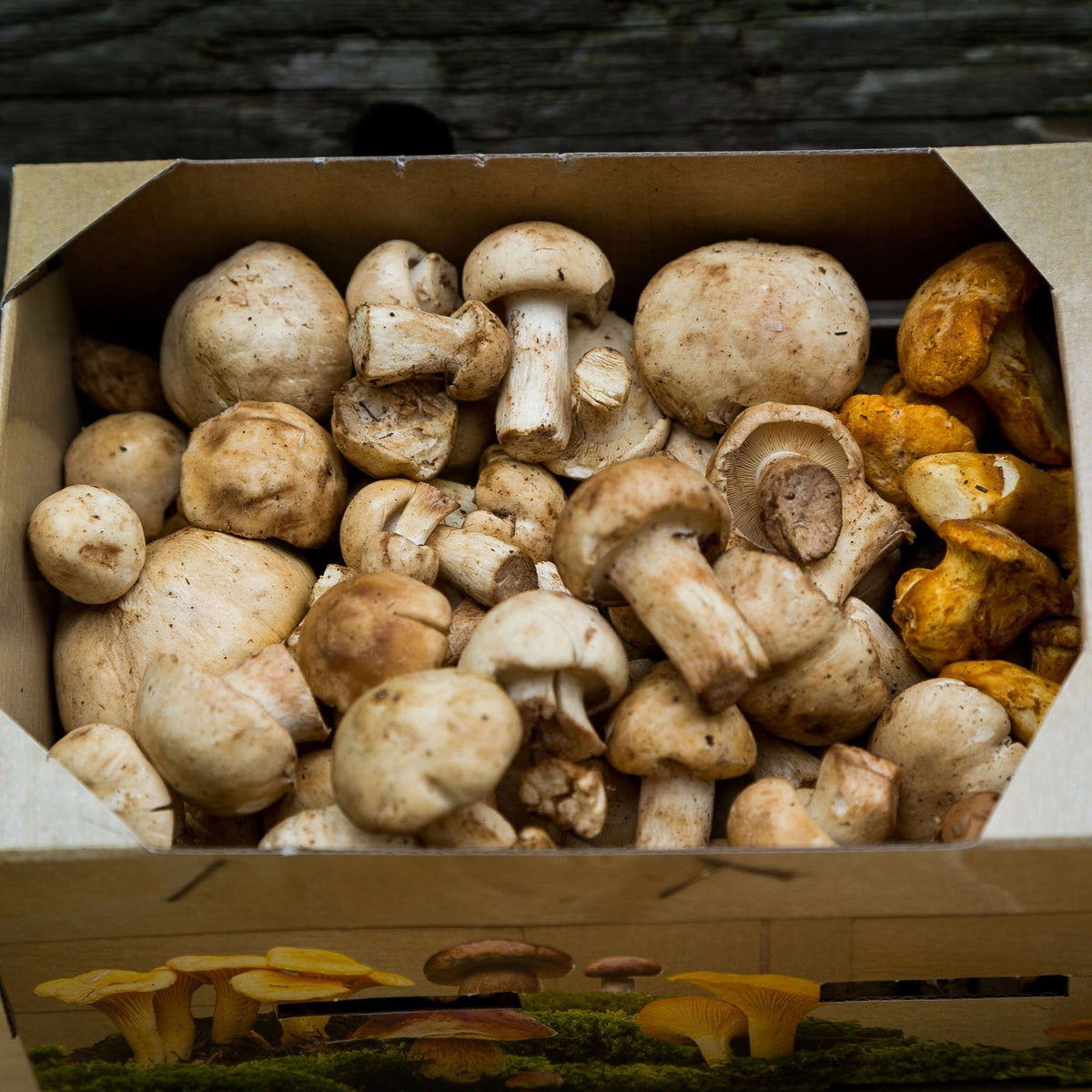 Wild & Exotic Variety Mushroom Mix Black Trumpet, Girolles and Pied