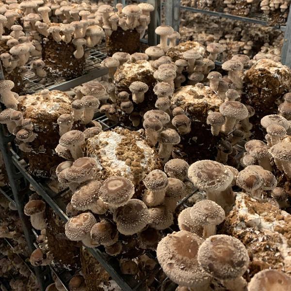 Growing Shiitake Mushrooms