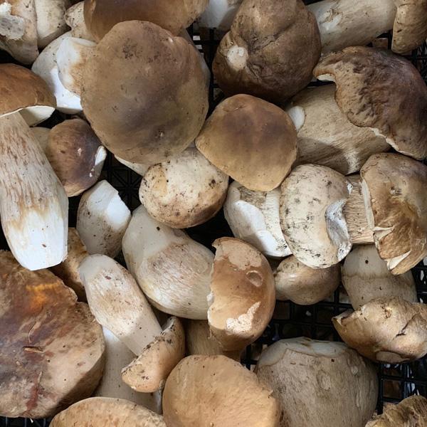 Ceps/Porcini Mushrooms (Boletus Edulis) Fresh and Dried