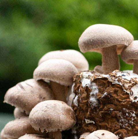 Grow Your Own Shiitake Mushrooms - Exotic Grow Kit