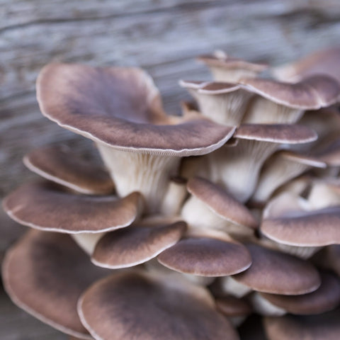 Жағажайдағы бақылау кабинасы Әйелдердің оргазмы шынайы