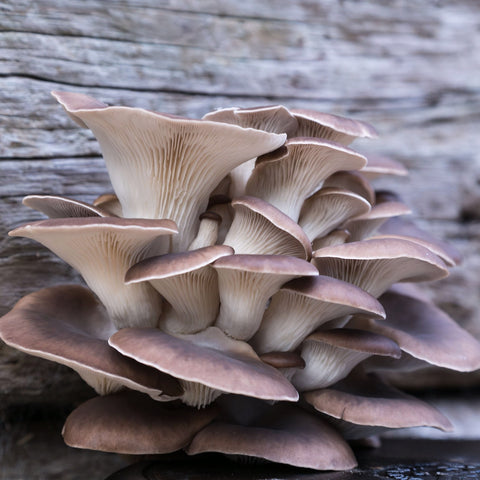 Oyster Mushrooms - Clusters