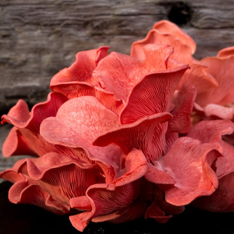 Grow Your Own Oyster Mushrooms - Exotic Grow Kit - Pink