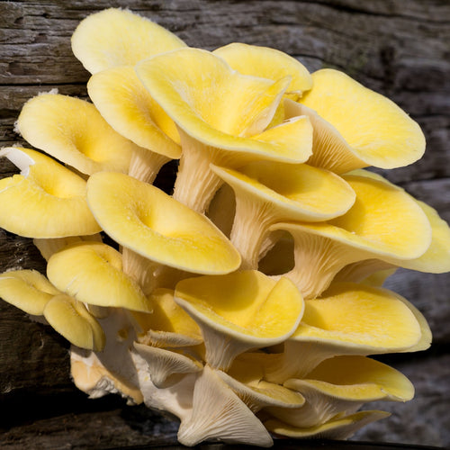 yellow exotic Chinese asian oyster mushroom smithy mushrooms with next day delivery in the UK
