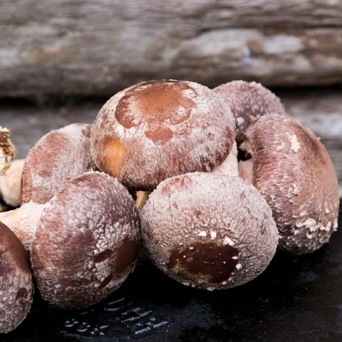 Fresh Shiitake Mushrooms (Lentinula Edodes)