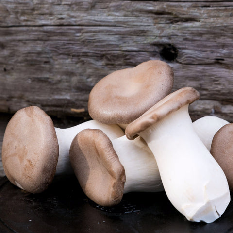 Eryngii (King Oyster) Mushrooms