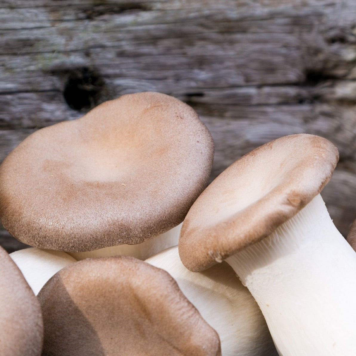 Eryngii (King Oyster) Mushrooms Fresh UK Delivery Smithy Mushrooms