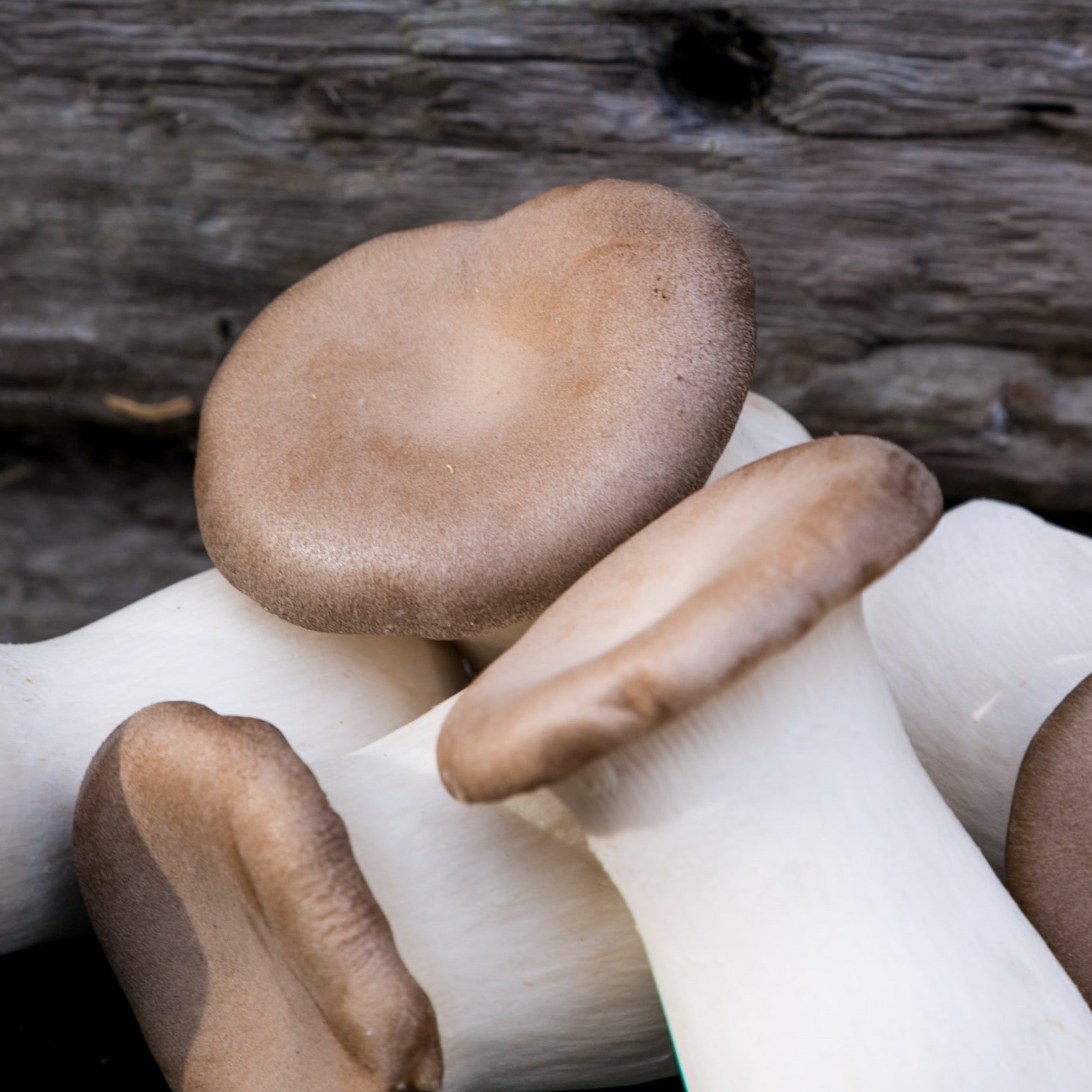 Eryngii (King Oyster) Mushrooms Fresh UK Delivery Smithy Mushrooms