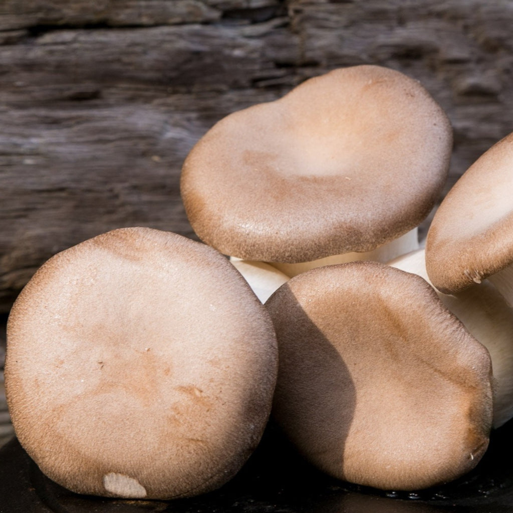 Eryngii (King Oyster) Mushrooms Fresh UK Delivery Smithy Mushrooms