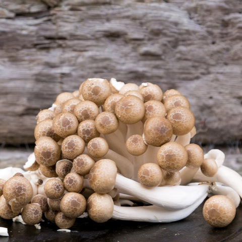 Brown Shimeji (Japanese Beech Mushroom/Hypsizygus tessellatus) 150g