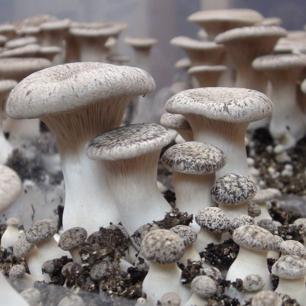 Eryngii (King Oyster) Mushrooms Fresh UK Delivery Smithy Mushrooms