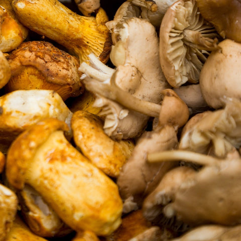 Fresh Wild Variety Mushroom Mix (Black Trumpet/Girolles/Pied Du Mouton)
