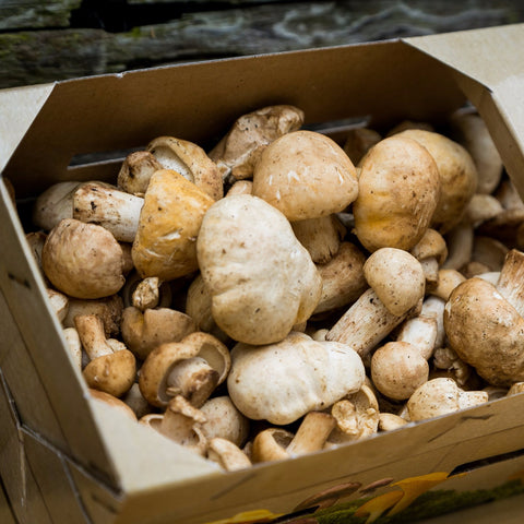 Fresh Wild St George Mushrooms (Calocybe Gambosa)