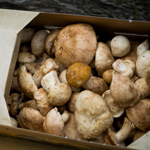 Fresh Wild St George Mushrooms (Calocybe Gambosa)