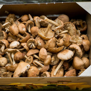 mousseron mushroom, Scotch bonnet mushroom / Fairy ring mushroom / Fairy ring champignon, fresh, wild, exotic, uk