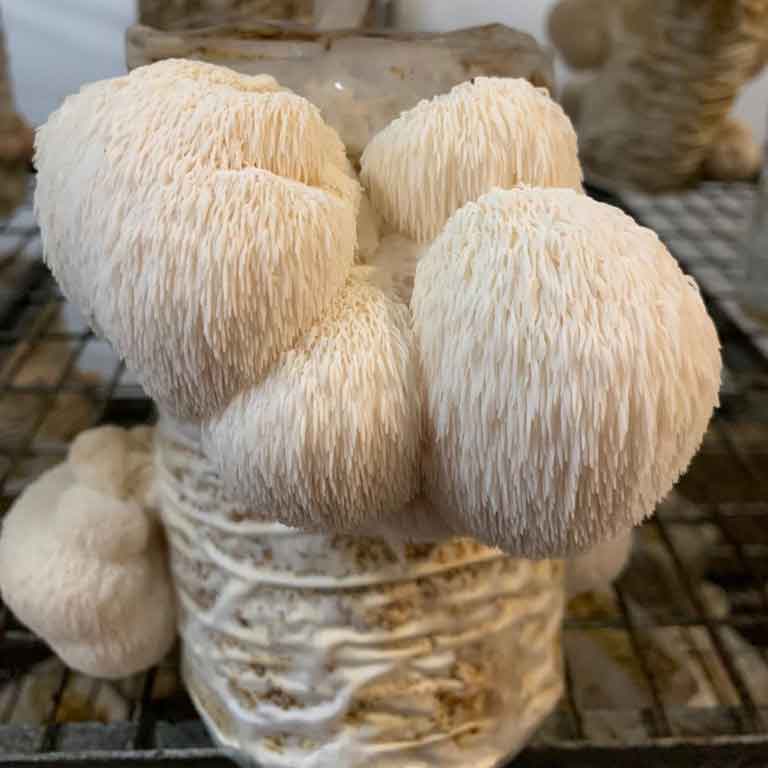 Lions Mane (UK Grown)