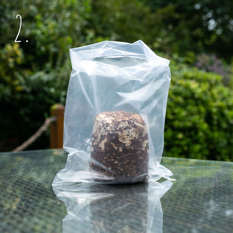 Grow Your Own Shiitake Mushrooms - Exotic Grow Kit